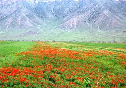 تو می روی و دل ز دست می رود