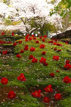 سلام تقدیم به دوستان گلم
