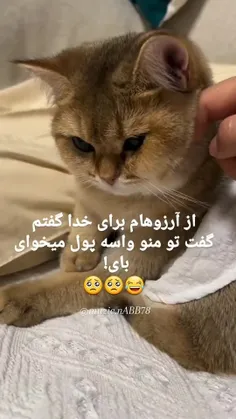 اگه من به خدا آرزو هامو بگم 😂😂