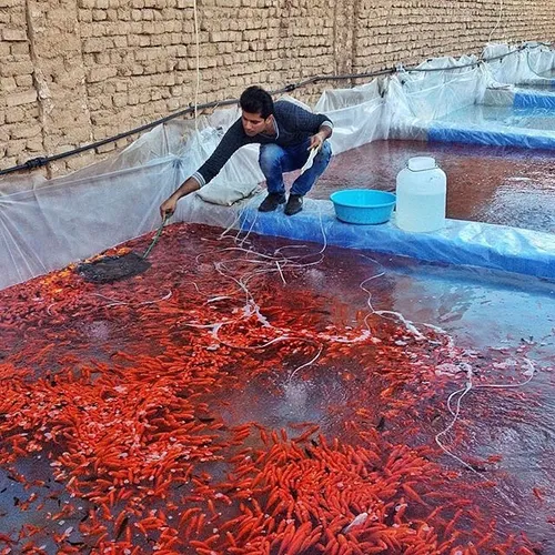Golden fish farming in Dezful. Khuzestan, Iran. Photo by 