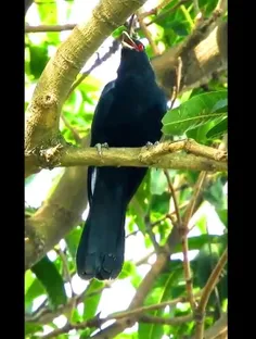 فاخته سیاه (Black cuckoo) گونه‌ای از فاخته‌ها است که به ط