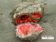 سنگ زنده . . این سنگ در اروپا کشف شده است که دارای قلب می