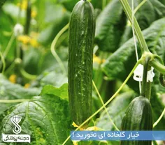 خیار گلخانه ای نخورید !⚠ ️