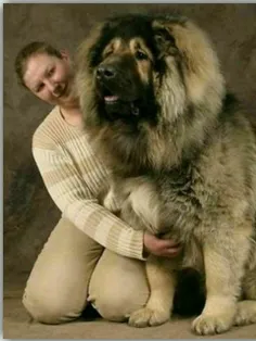 سگ قفقازی یا سگ خرسی روسی! 