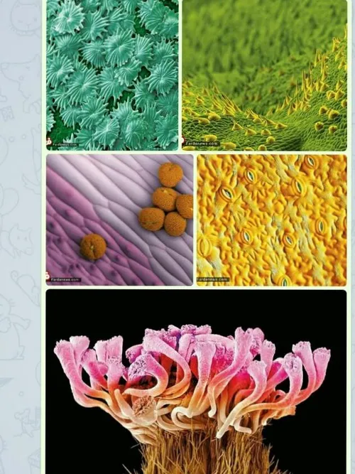 تصاویر میکروسکوپی حیرت انگیز از زندگی گیاهی