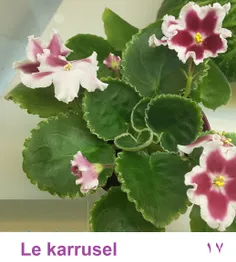 #Le_Karrusel 