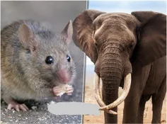 حقایق جالب در مورد موش‌ها و فیل‌ها !🐘🐭