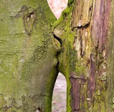بوسهٔ طبیعی دو درخت.... عکسی از دو درخت که به طور طبیعی ب