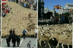 چوپانان اسپانیا، هرسال 2هزار گوسفند را از خیابان های مادر