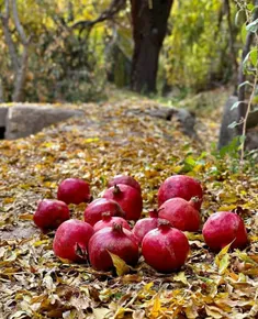 #آبان‌‌‌ماهتون‌‌‌خوش‌رنگ‌و‌زیبا🍂🍊🍁