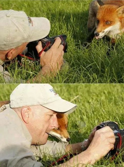 روباه کنجکاو عکاس خلاق!