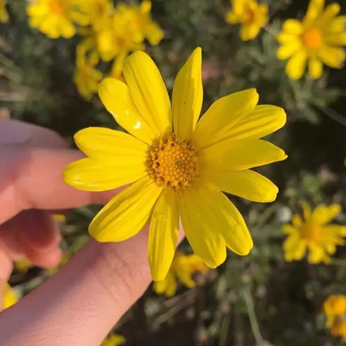 🌼بخشیدن کسانیکه از آنها زخم خورده ایم