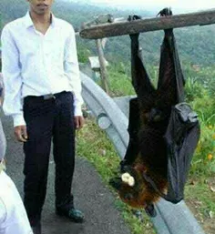 بزرگ ترین خفاش دنیا به اسم روباه پرنده‌