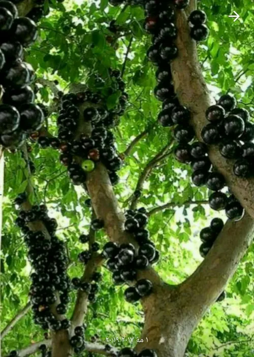 درختی در برزیل که ساقه اش میوه میدهد