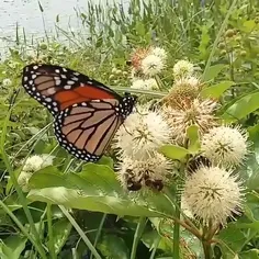 🦋زمان کوتاه است