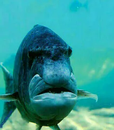 اسم این ماهی صبح شنبس 😕  