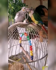 این هم یه فیلم از پرنده های دوست داشتنی ما، میشا و چیکا
