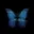 blue_buterfly