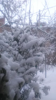 روز درختکاریع و ما باز برف داریم
