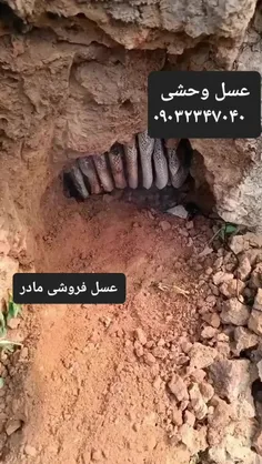 عسل وحشی 