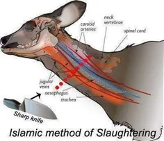 آیا حیوان با ذبح اسلامی زجر می‌کشه؟ بر اثر بریدن رگ‌های ج