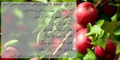 ✍️ مادامى که سيب با چوب باريکش به درخت متصل است