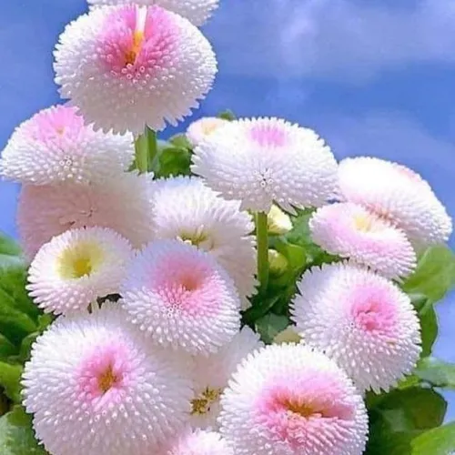دوستان گلم خیلی دوست تون دارم مثل شکوفه های گل