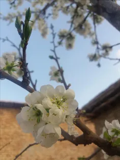 بهار همه با فروردین می آید...بهار من با تــــو