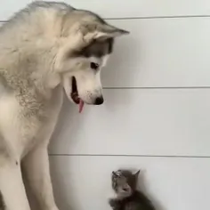 ویدیو کیوت‌~سگ و گربه 
