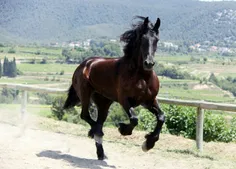 horse HD