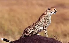 چیتا ایرانی