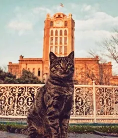 ژست جالب یک گربه و عکس یادگاری با عمارت تاریخی شهرداری تـ