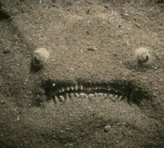 #استتار یک ماهی عجیب غریب زیر شن های کف اقیانوس .😹 😹 😹 😹