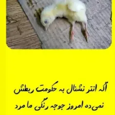 😂🐣