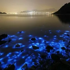 تصویر بالا مربوط به هزاران عروس دریایی در ساحل چین می باش