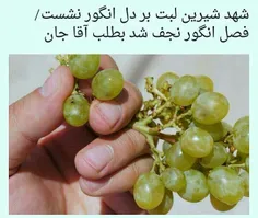 بطلب آقا