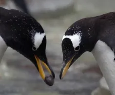 هنگامی که پنگوئن نر عاشق پنگوئن ماده میشود تمام ساحل را ب