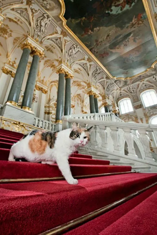 موزه Hermitage در سنت پترزبورگ توسط 70 گربه از شر موش های