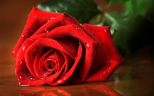 این گل قرمز خوشگل تقدیم به همه دوستام