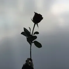 even a white rose