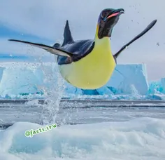 پرش پنگوئن بیرون از آب با شکم پر از ماهی برای بچه هایش.