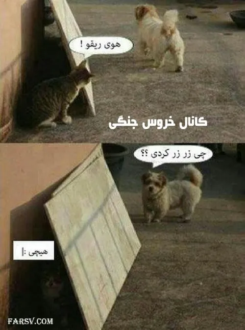 لوتی بازی گربه ها