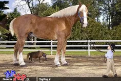 بزرگ ترین و سنگین ترین اسب جهان