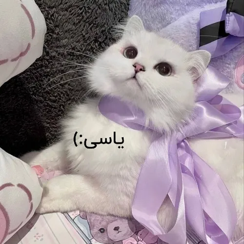 ولی وایبی ک رنگ یاسی داره💜>>>>>>