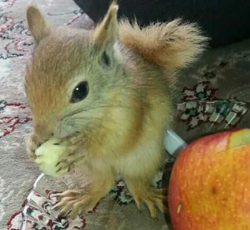 نیگاتروخدداداشم بش سیب داد