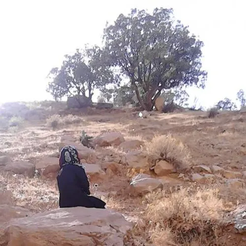 مه چی داری که برگ و بار نارم(همچون درختی بی برگ و بارم ند