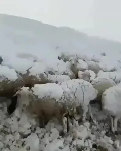 گرفتاری گوسفندان زیر برف