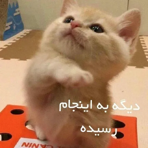 شمام؟؟؟