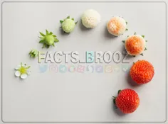 تصویری از تکامل توت فرنگی در برهه های زمانی مختلف،از گل ت