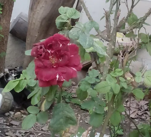 این گل توباغچه حیاطمون تقدیم به همه مادرهای گل ایرانی.روز